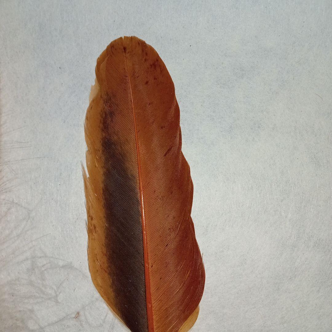 茶道具　羽箒3本セット