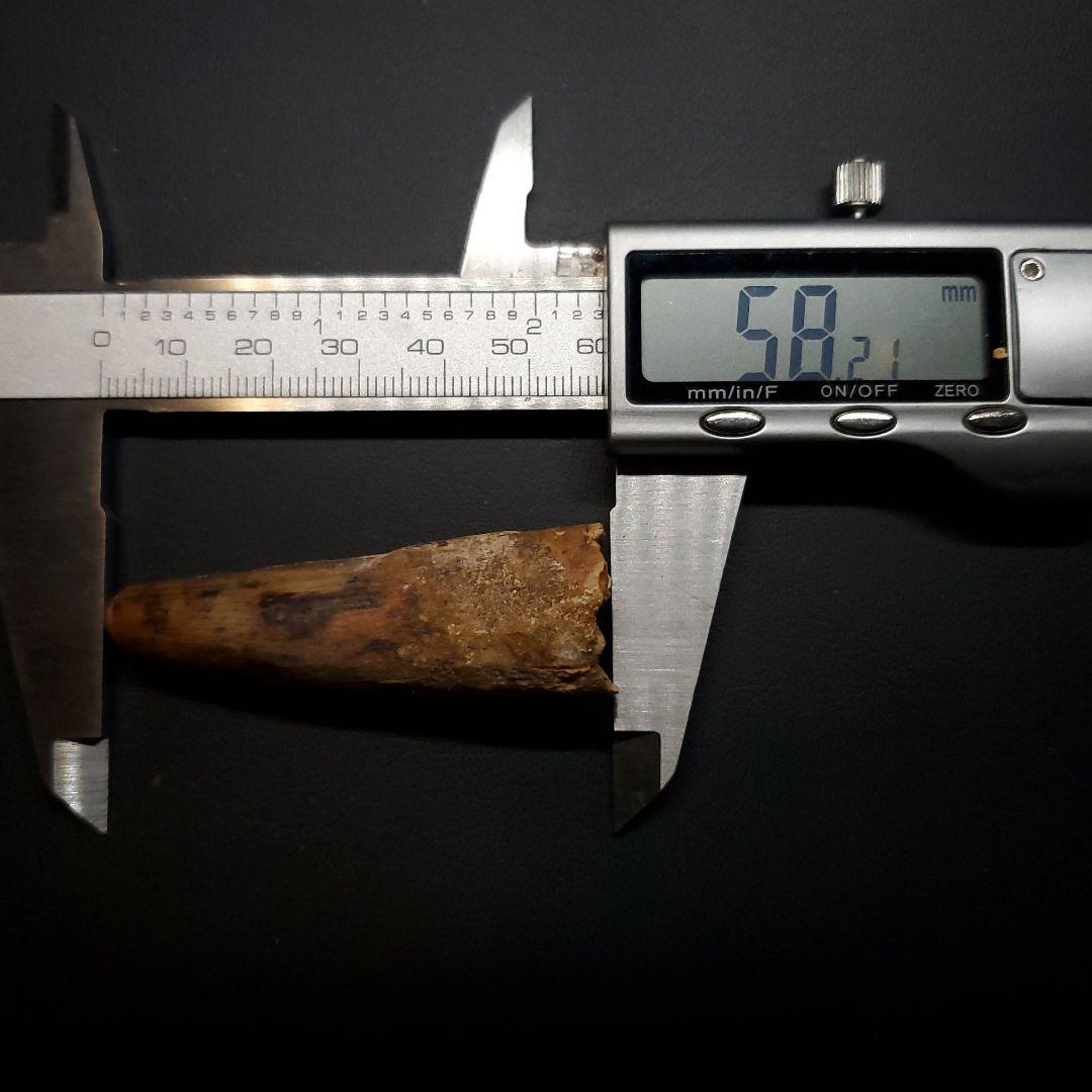 スピノサウルス 本物 モロッコ産 58.21mm sp463