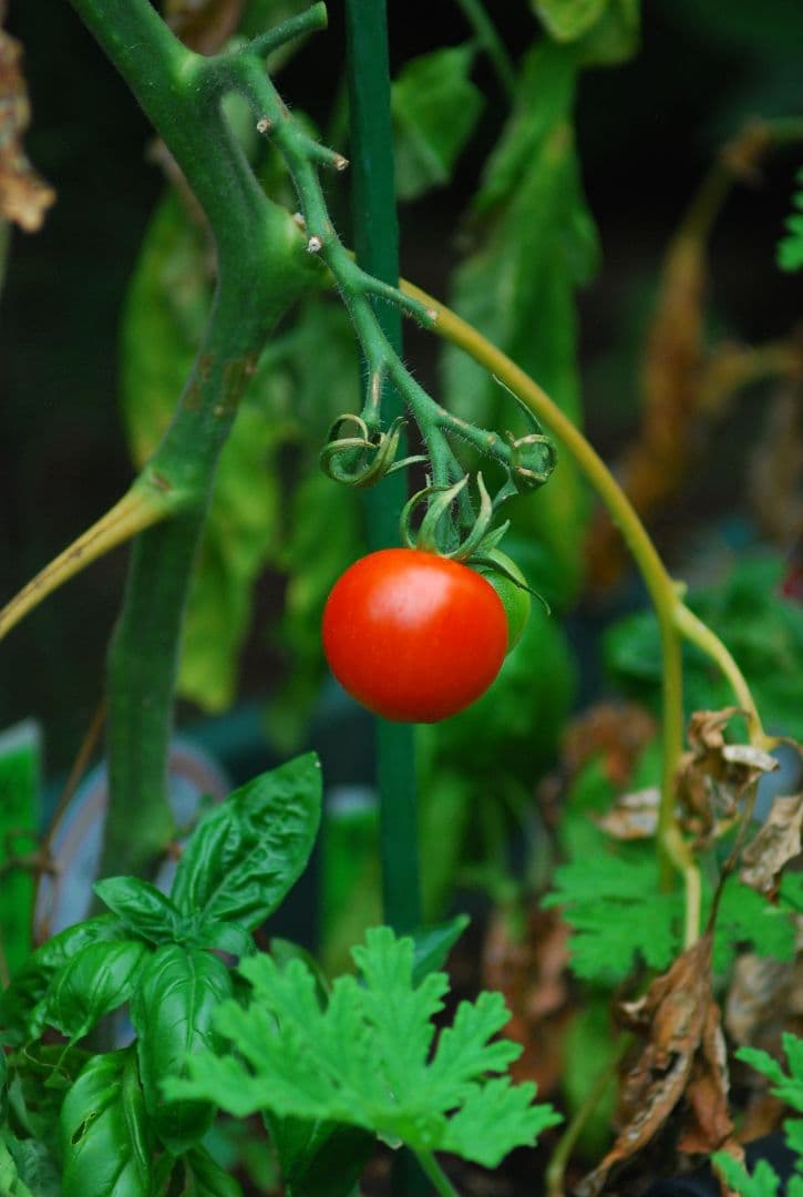 スマホ転送可作例あり Nikon D80 一眼レフデジタルカメラ 電池 レンズ