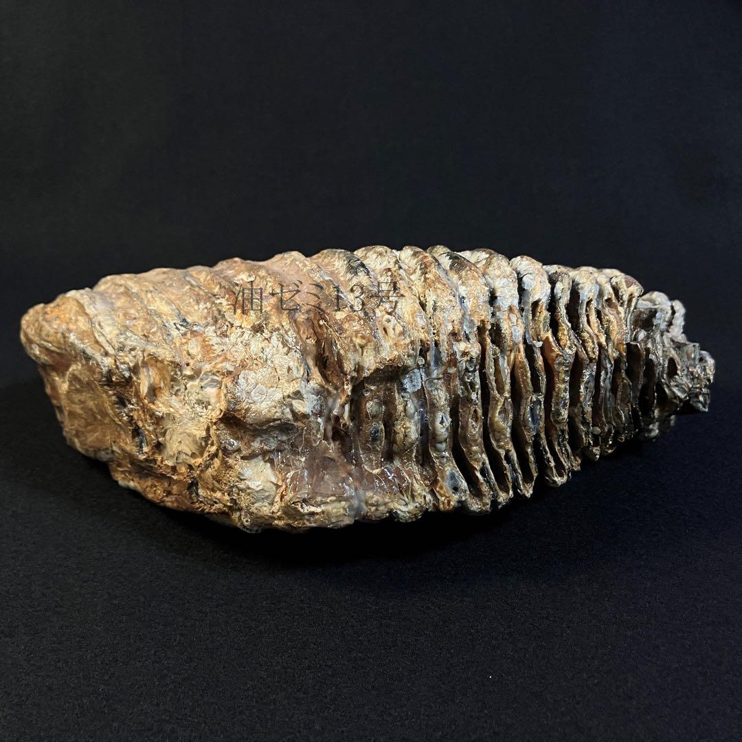 ケナガマンモス　臼歯　化石