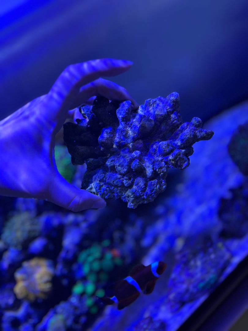 【★】ライブロックセット　海藻ミルおまけ