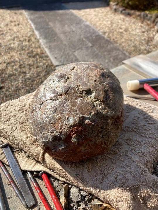 恐竜　ハドロサウルスの卵　本物保証　化石　/フィギュア　コレクション　インテリア