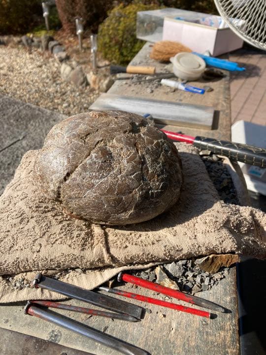 恐竜　ハドロサウルスの卵　本物保証　化石　/フィギュア　コレクション　インテリア