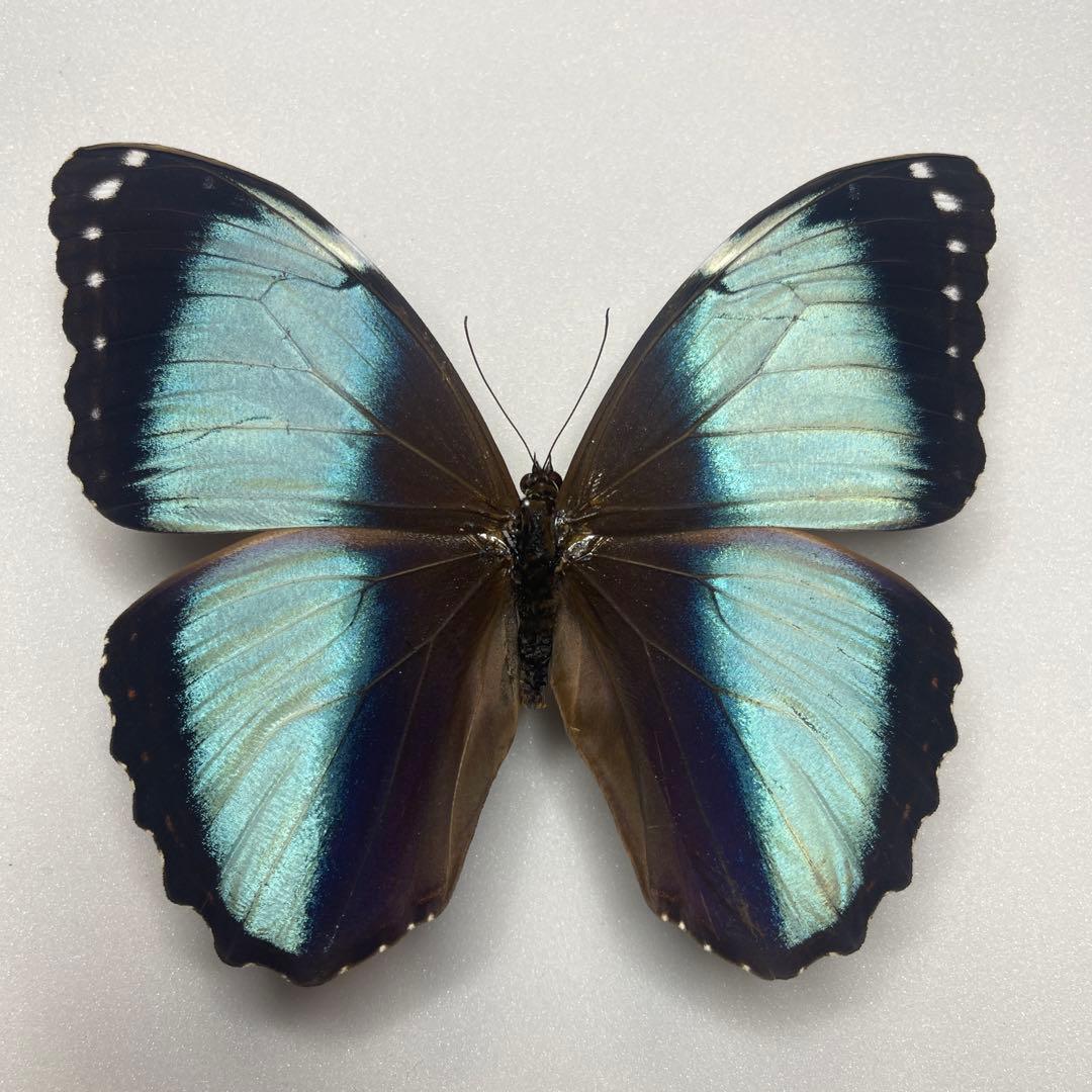 モルフォ蝶Patroclus Orestes.