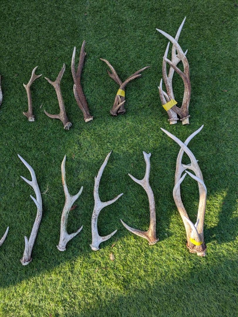 鹿　角　鹿の角 置物　ニホンジカ　27本　まとめ売り