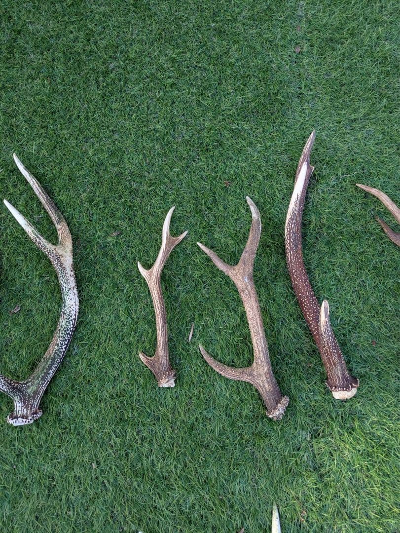 鹿　角　鹿の角 置物　ニホンジカ　27本　まとめ売り