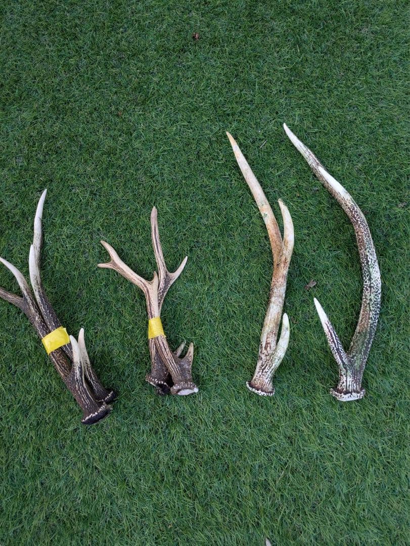 鹿　角　鹿の角 置物　ニホンジカ　27本　まとめ売り