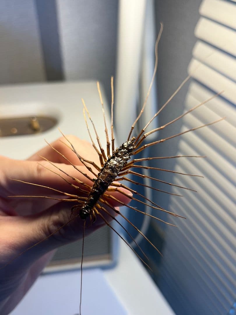 【珍標本】インドのゲジゲジ 奇蟲 昆虫 ムカデ人間サソリモドキタランチュラ