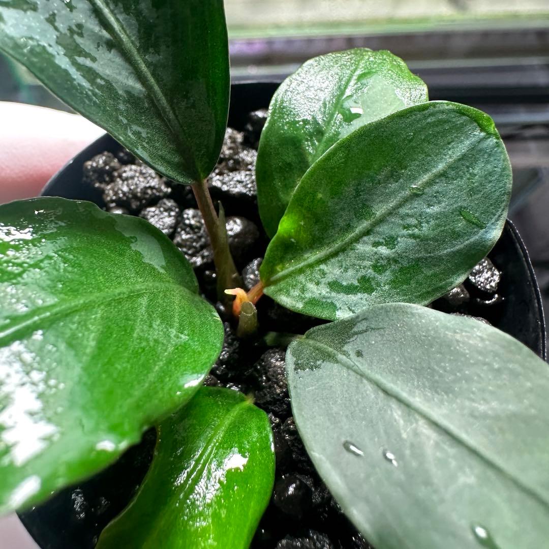 ブセファランドラ　PG