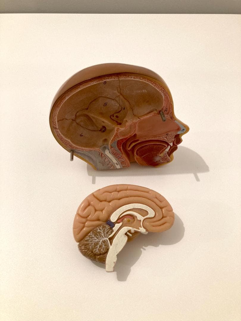 ドイツ ソムソ社製 SOMSO 人体解剖模型