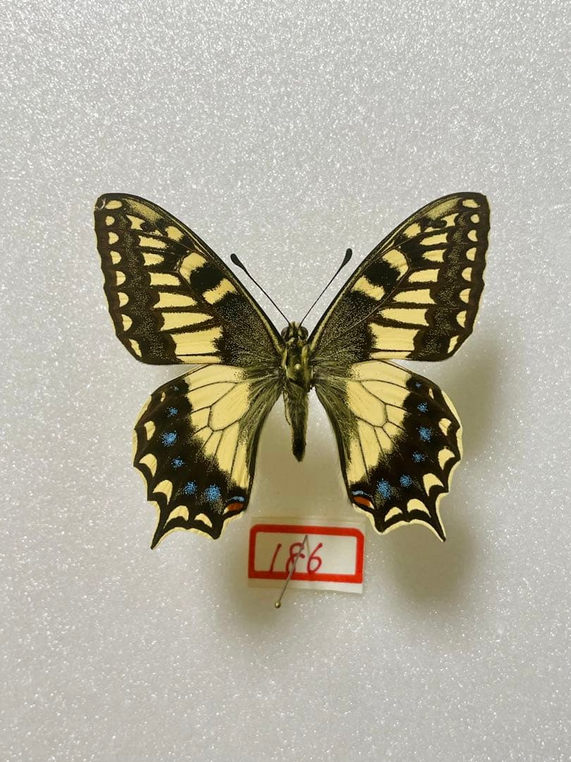 パピリオ・ホスピトン（イタリア産、1オス）