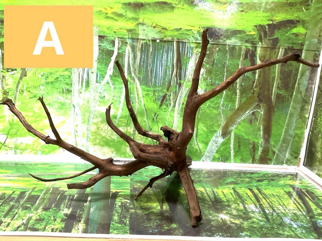 海賊王ご提案用　天然水槽用流木　煮沸沈水確認済　ブランチウッド