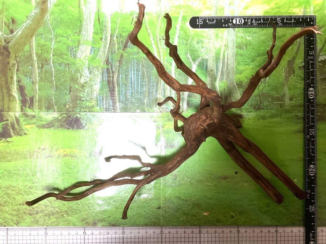 海賊王ご提案用　天然水槽用流木　煮沸沈水確認済　ブランチウッド