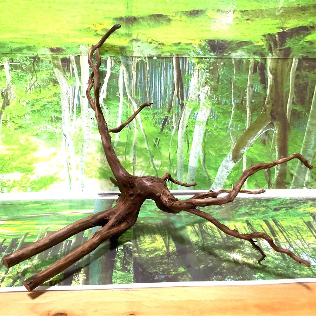 海賊王ご提案用　天然水槽用流木　煮沸沈水確認済　ブランチウッド