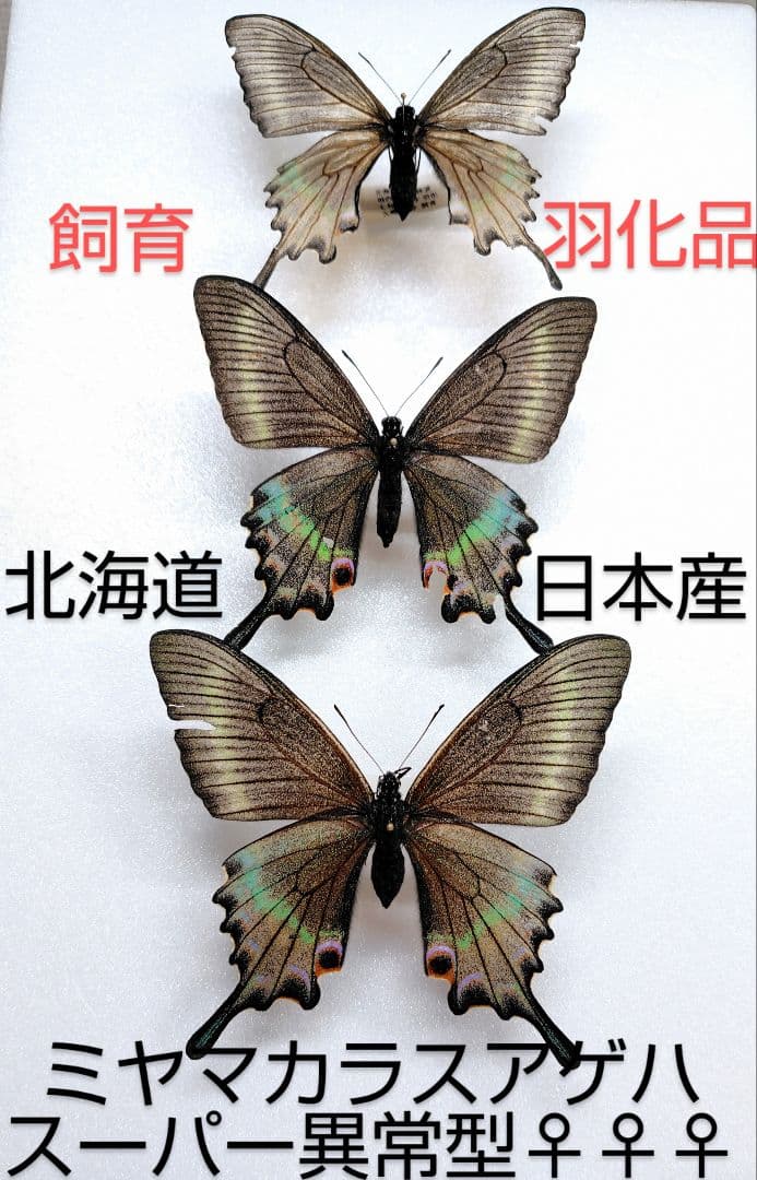 ☆ミヤマカラスアゲハ☆超異常型三姉妹 標本★北海道日本産★飼育羽化品