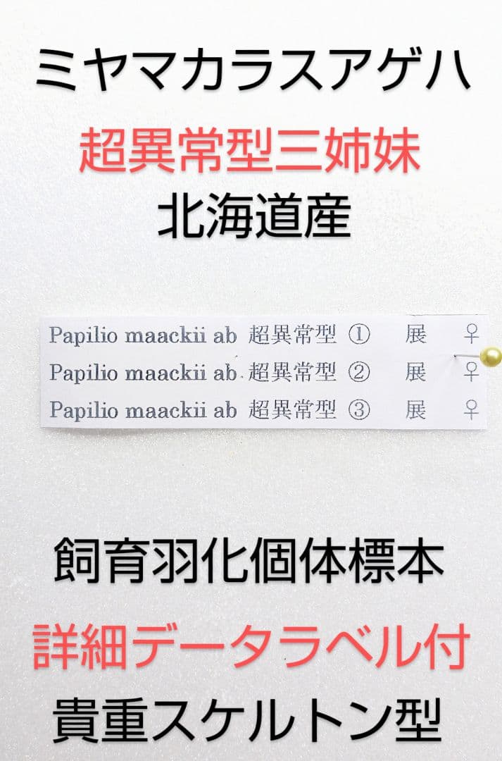 ☆ミヤマカラスアゲハ☆超異常型三姉妹 標本★北海道日本産★飼育羽化品