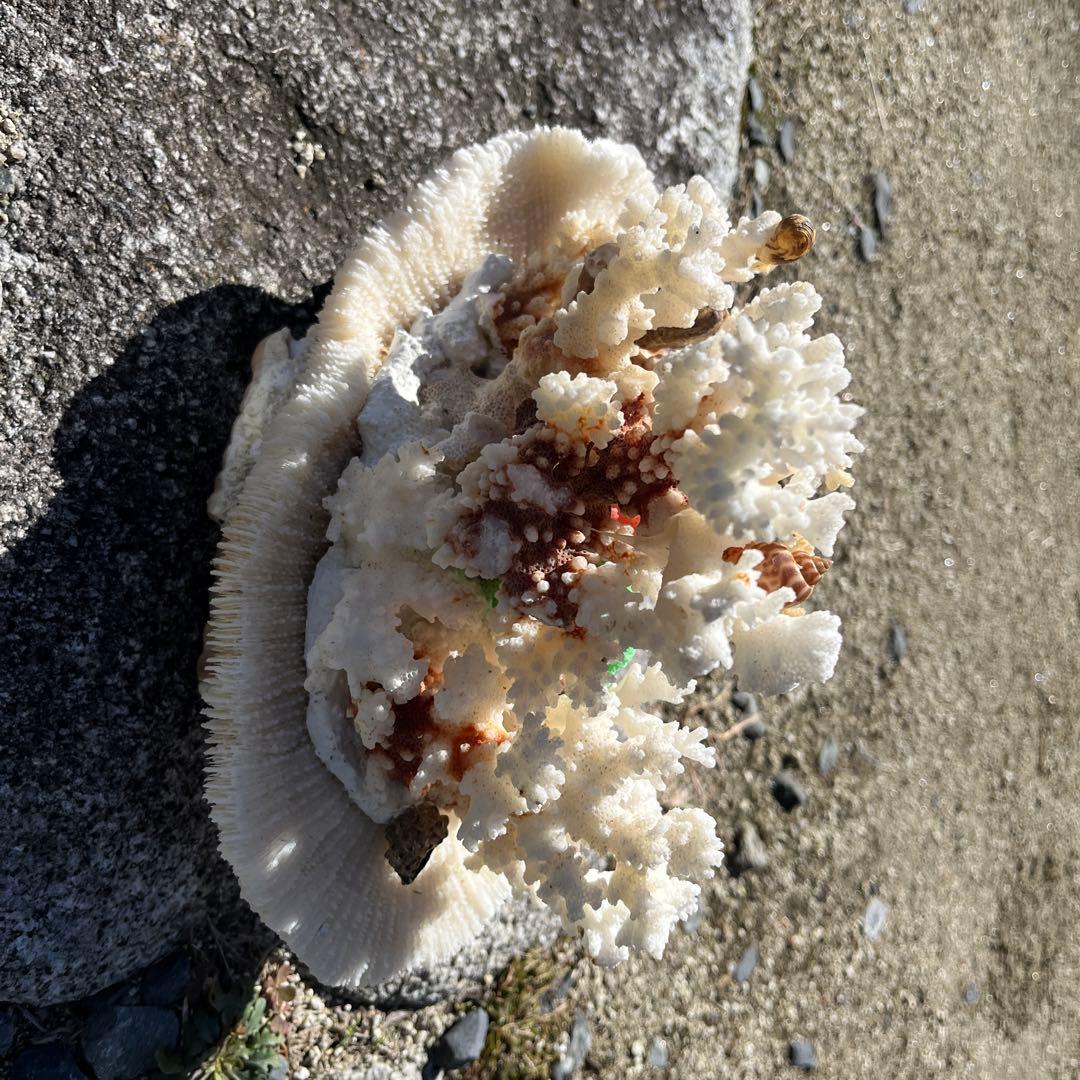 サンゴと貝殻の置物 約25