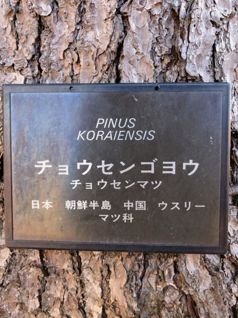 【ウサギちゃん】松ぼっくりNo.4(26個)+No.5(27個)