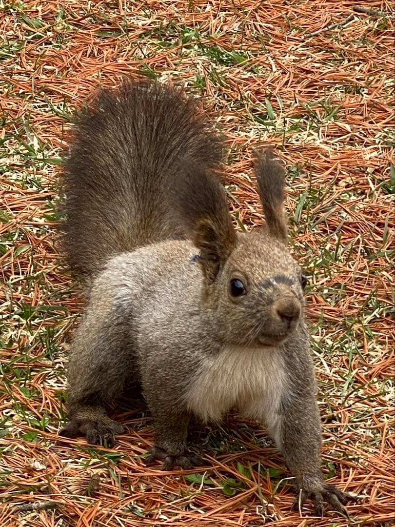 【ウサギちゃん】松ぼっくりNo.4(26個)+No.5(27個)