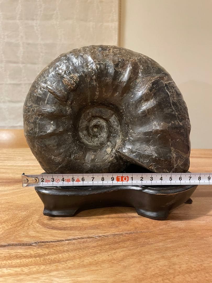 アンモナイト化石　特大サイズ