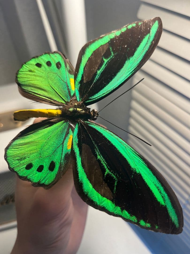 ミドリメガネトリバネアゲハ 展翅標本 外国産蝶標本 標本 蝶 採集品