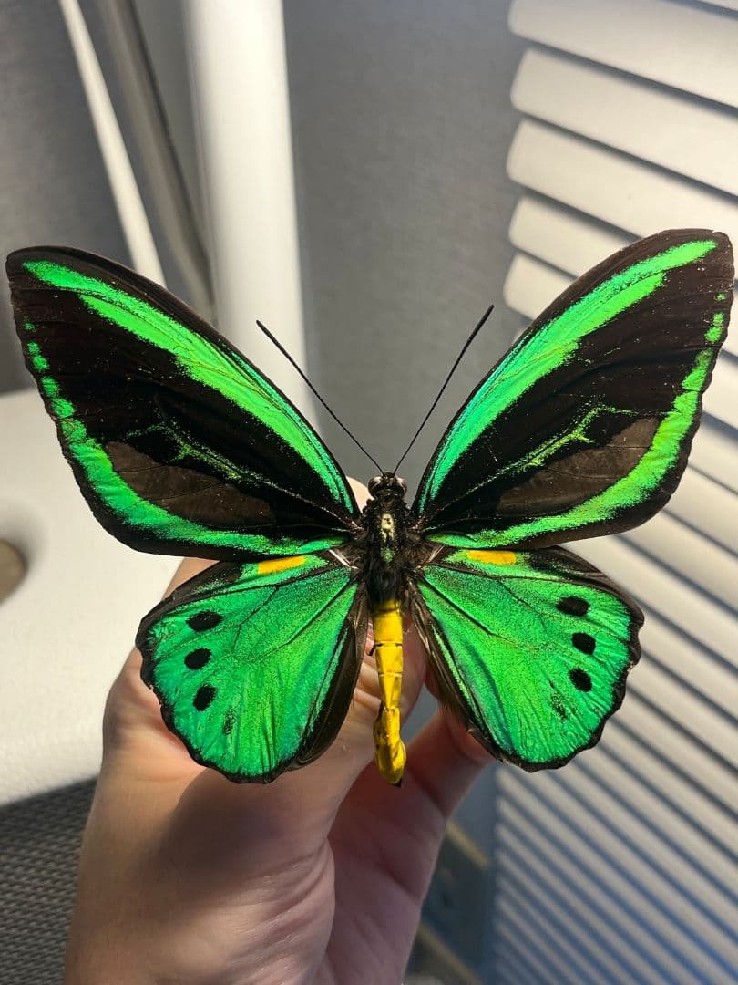 ミドリメガネトリバネアゲハ 展翅標本 外国産蝶標本 標本 蝶 採集品