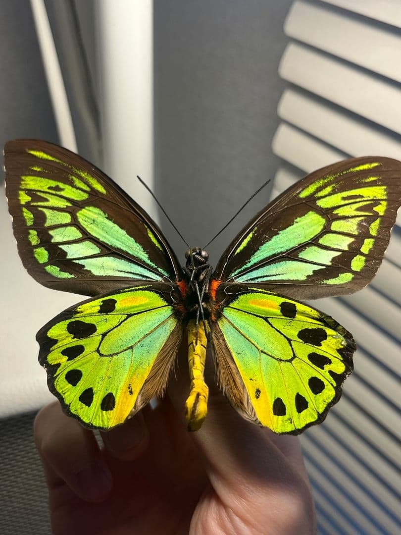 ミドリメガネトリバネアゲハ 展翅標本 外国産蝶標本 標本 蝶 採集品