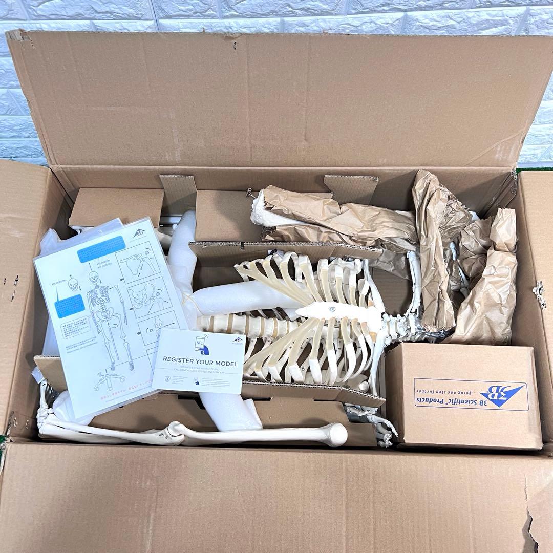 未使用品　人体模型 人体骨格モデルA10 3B SmartAnatomy
