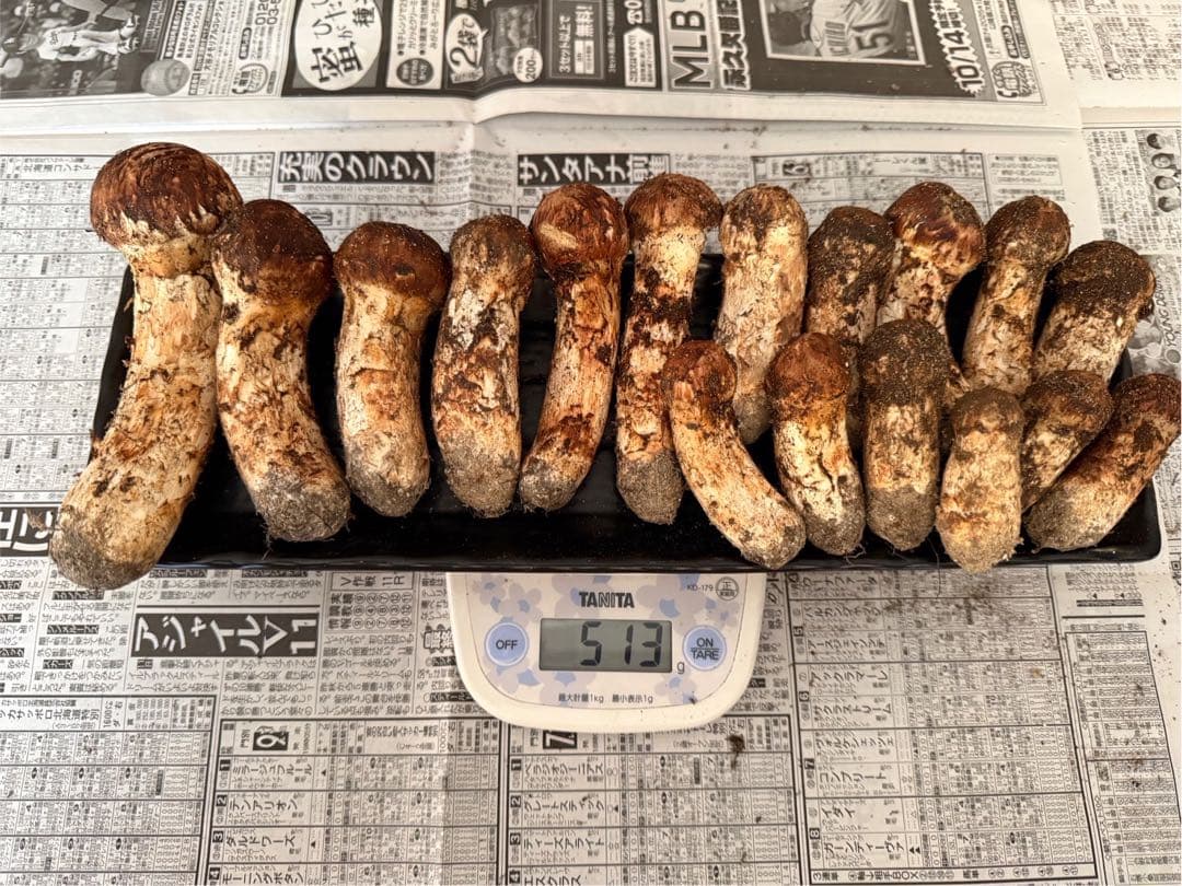 松茸　北海道　500g 送料込　④