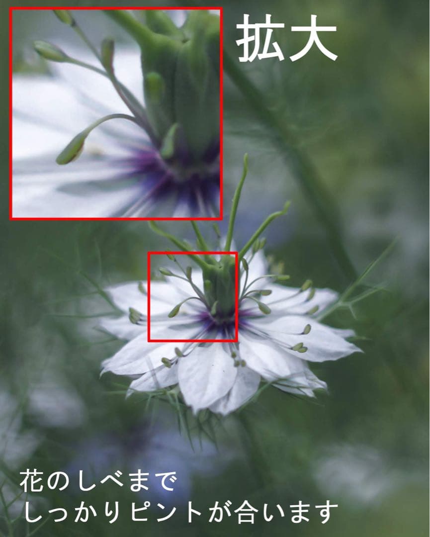 宝石レンズ_SMC_Takumar 55mm_f1.8_aw