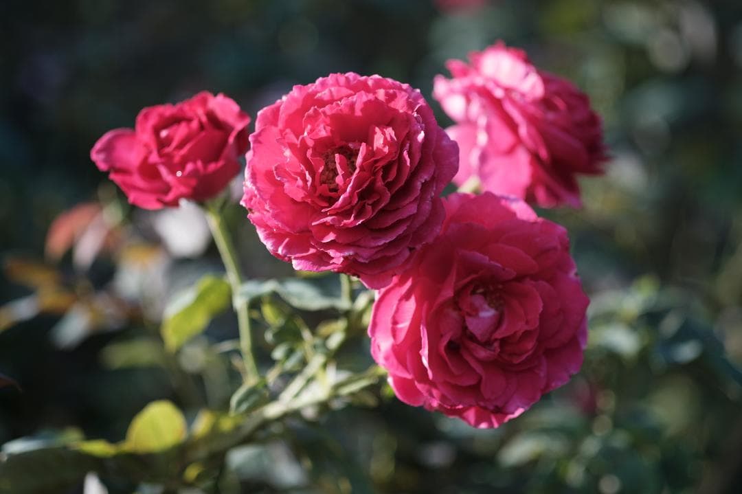 #*❗様 LEITZ Macro-Elmarit-R 60mm f2.8