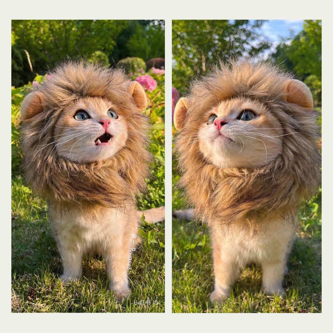 ライオンコスチューム 猫用 Mサイズ