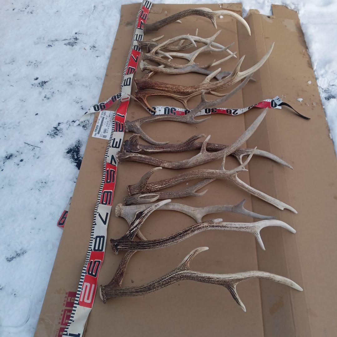 S*i様 蝦夷鹿の角　犬のおもちゃ、工芸品などに ７番