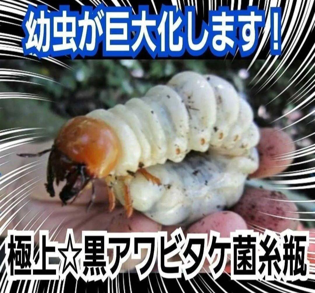 ニジイロクワガタに抜群！黒アワビタケ菌糸瓶【8本】トレハロース、キトサン配合！
