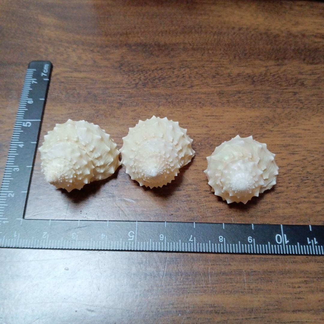 貝殻標本　イガギンエビス⑧