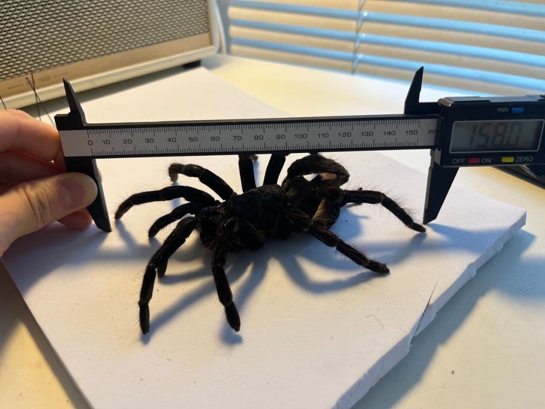 【標本】ボリビアンスティリーブルータランチュラ ムカデサソリ奇蟲 パンフォ