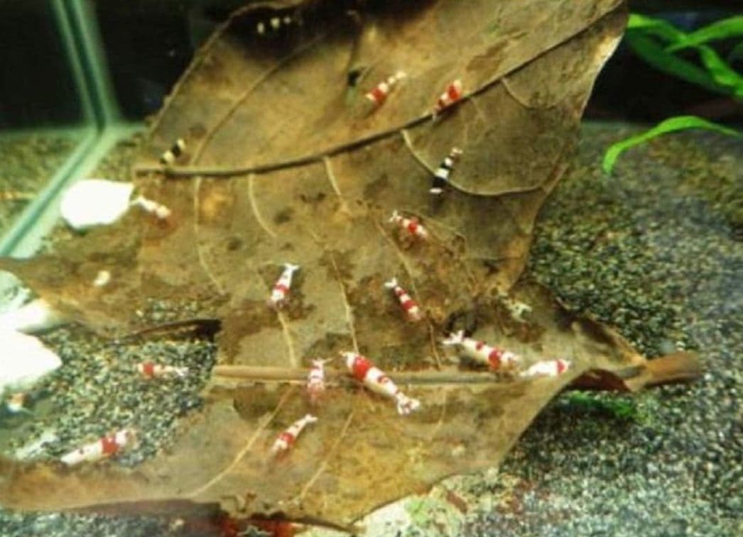 とし大小様々　無農薬マジックリーフ　天然ももたまな葉　1500　枚