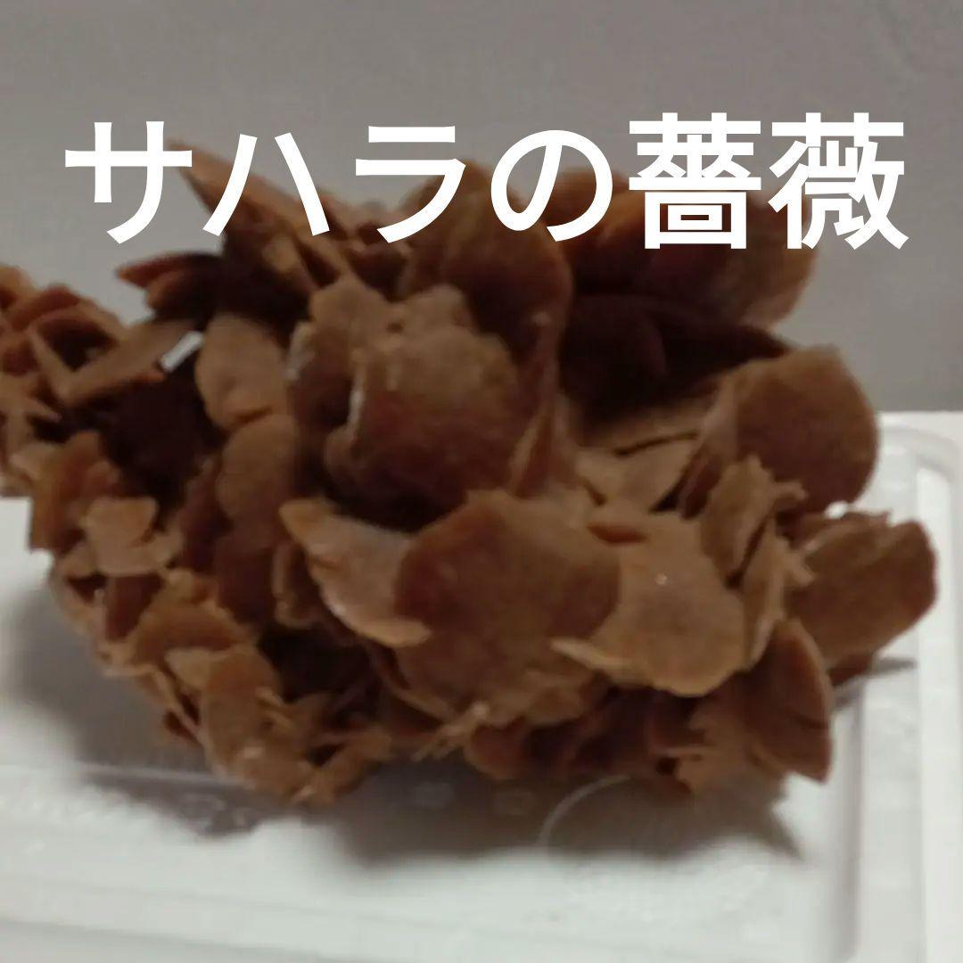 サハラのバラ　サハラ砂漠　化石