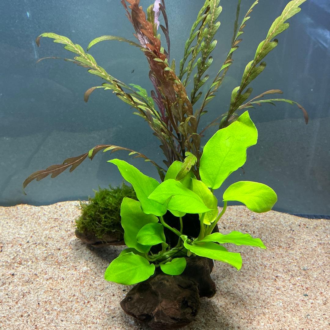 is.ikeda.0001様 リクエスト 2点 まとめ商品