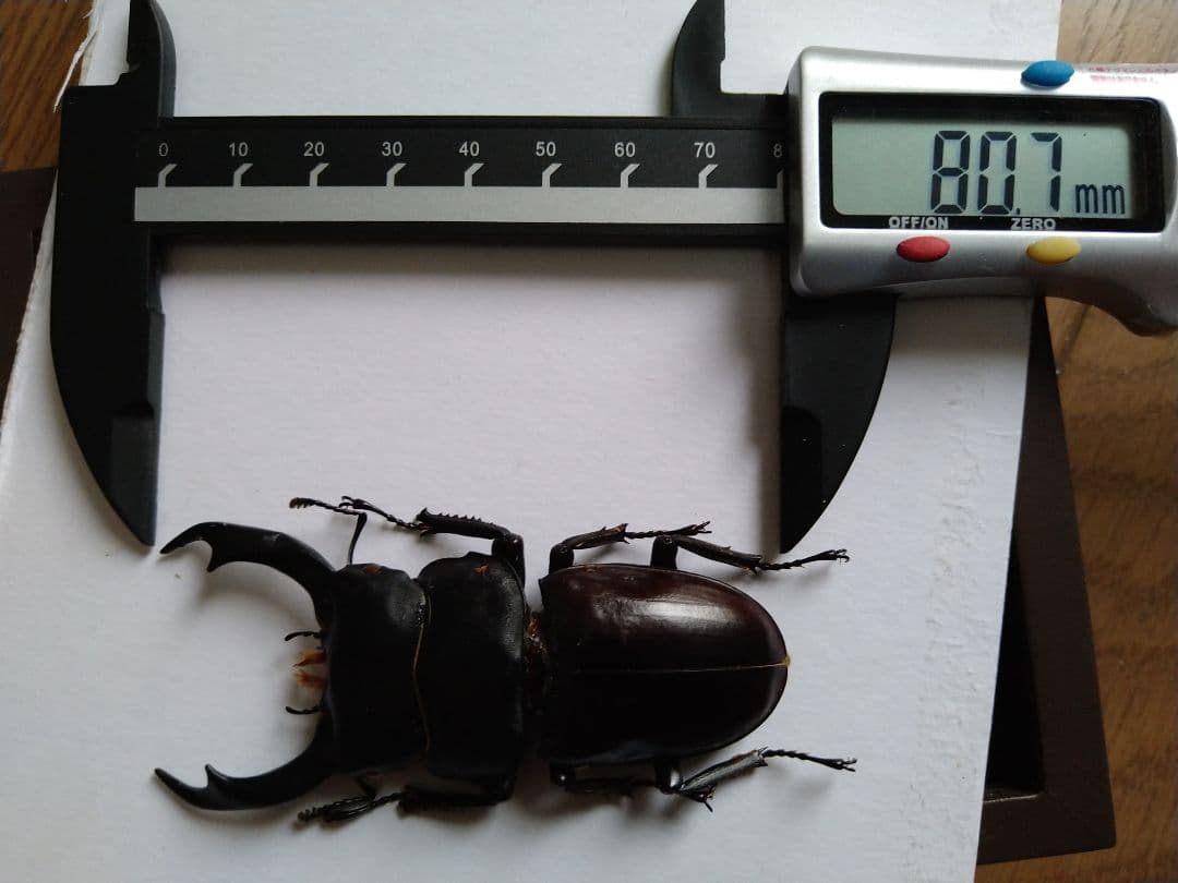 シェンクリングオオクワガタ標本