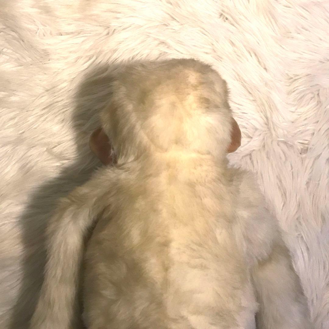 80's mon seuil モン スイユ おさる の サム ・大型 ぬいぐるみ