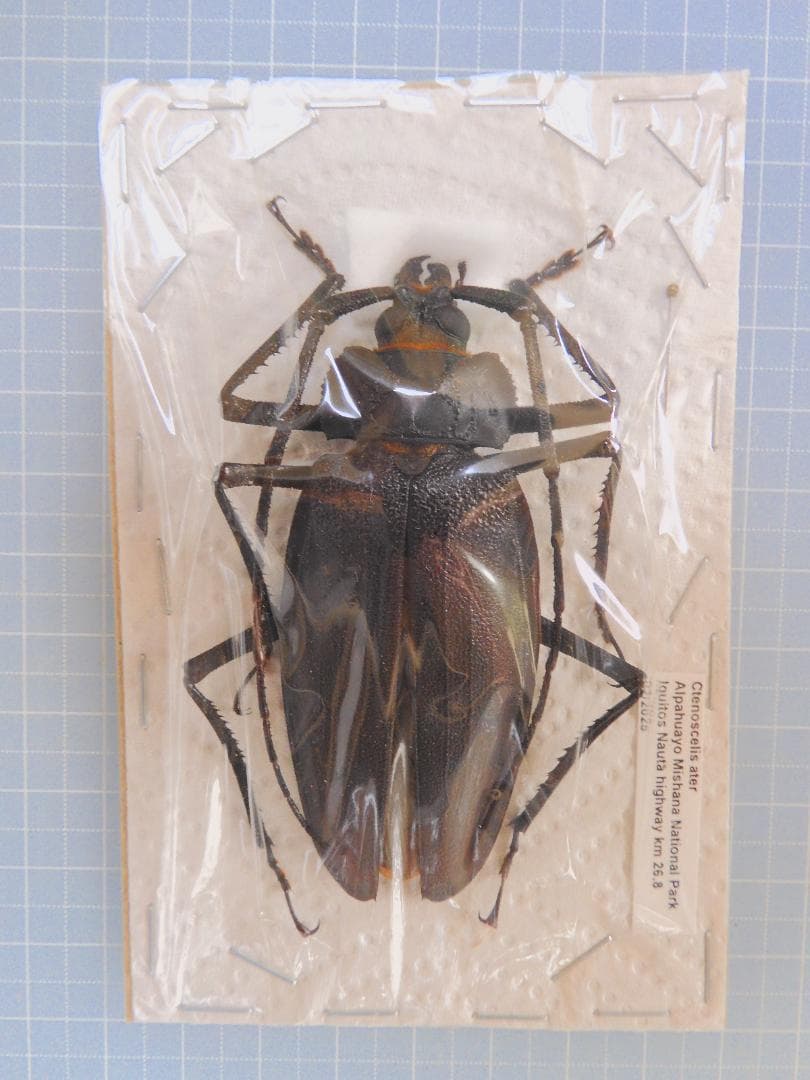 ペルー　ウスバカミキリ　77mm