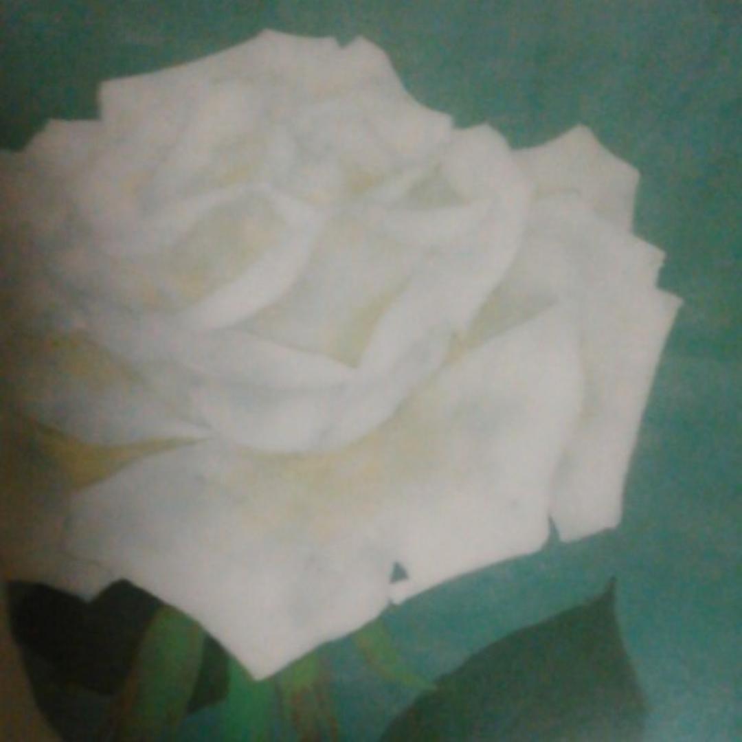 絵画　白薔薇