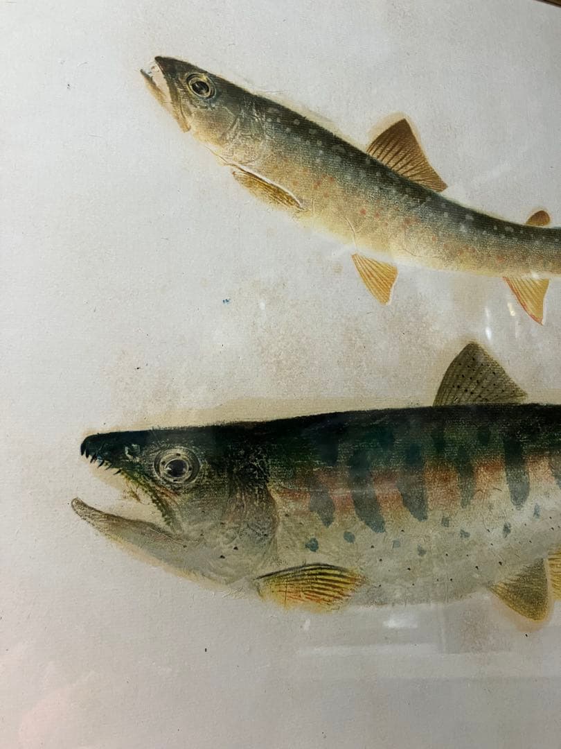 山本龍香　美術魚拓　署名あり