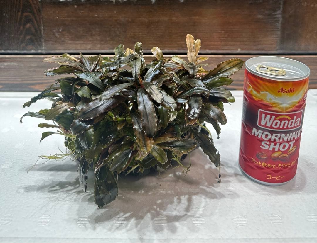 つ*ね様 ブセファランドラ クアラクアヤン タイプ II 大株 石付き