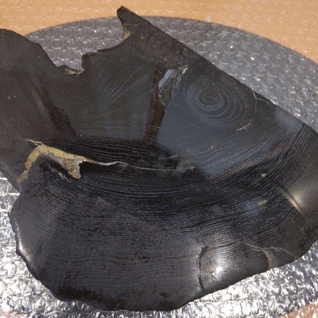 #化石(樹木)６月 価格