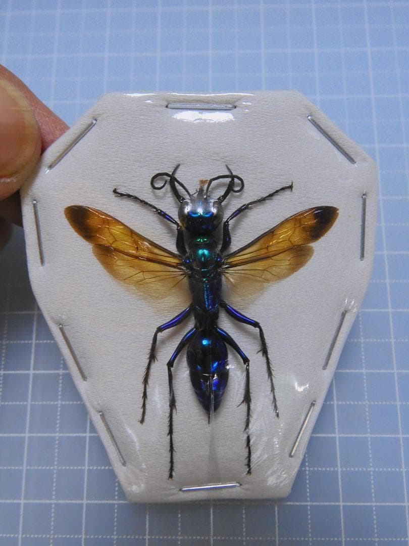 標本 Indonesis Chlorion lobatum 37mm