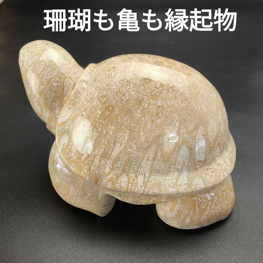 1 サンゴの化石　亀　(大)　天然石　 菊目石　珊瑚　コラール　縁起物　魔除け