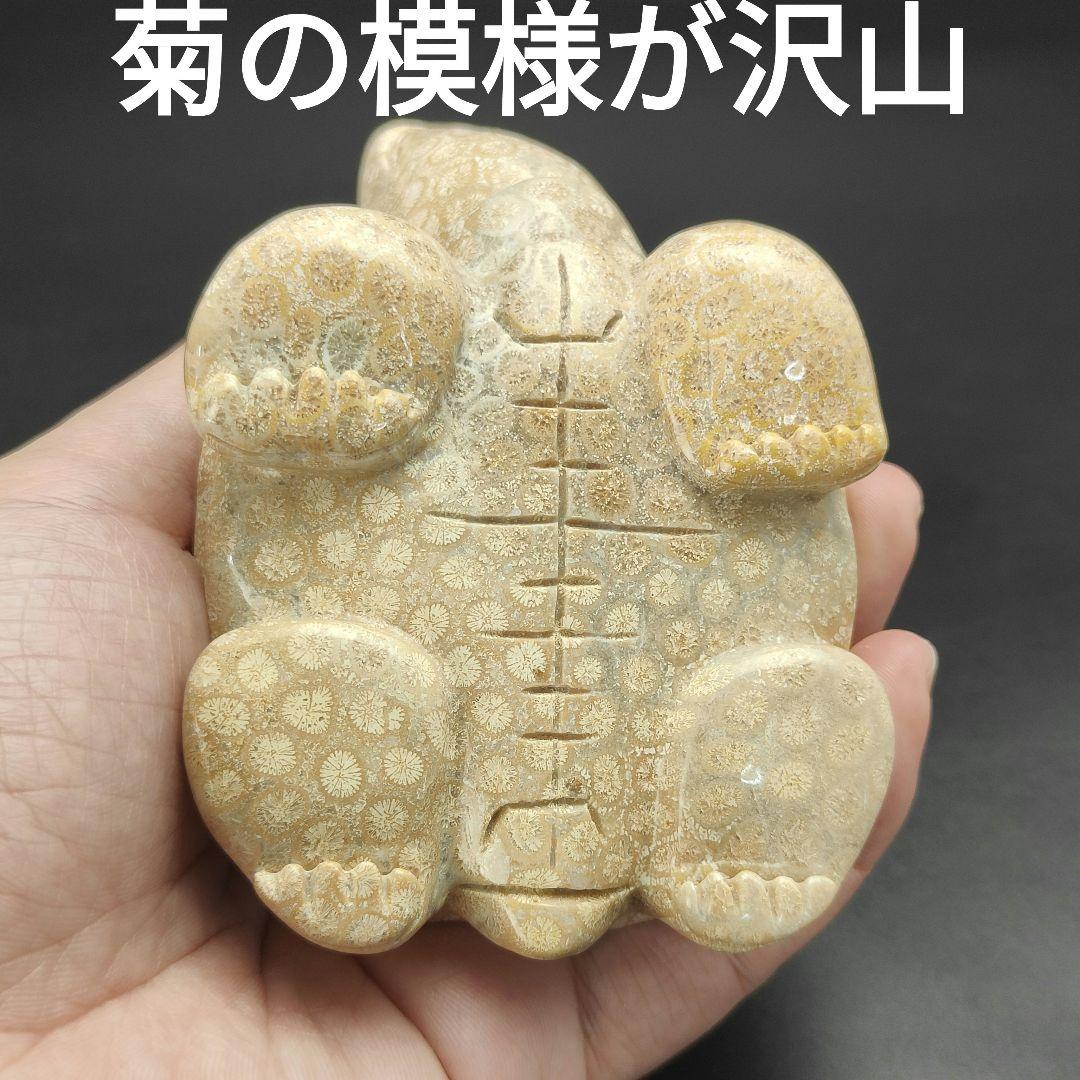 1 サンゴの化石　亀　(大)　天然石　 菊目石　珊瑚　コラール　縁起物　魔除け