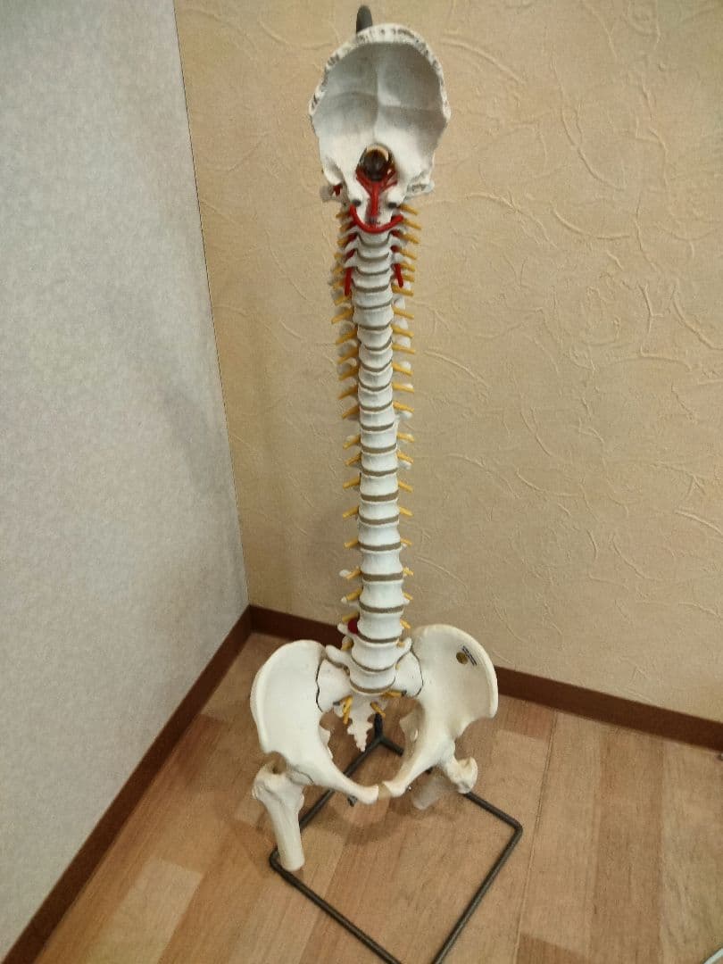 スタンド付　 脊椎模型 　人体模型 骨格標本　骨盤　鍼灸　カイロ　整体　整骨院